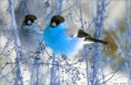 /album/allatok/a10390569-699794006802263-4663003937353401497-n-jpg/