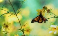 /album/allatok/a-butterfly-hanging-from-a-yellow-flower-spring-wallpaper-2880x1800-jpg/