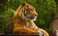 /album/allatok/beautiful-tiger-at-photo-shoot-hd-animal-wallpaper-2880x1800-jpg/