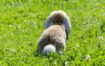 /album/allatok/funny-bunny-tail-beautiful-animal-playing-in-the-grass-2880x1800-jpg/