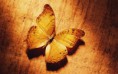 /album/allatok/golden-butterfly-in-the-light-on-sun-2880x1800-jpg/