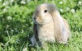 /album/allatok/little-fluffy-bunny-in-the-garden-hd-wallpaper-2880x1800-jpg/