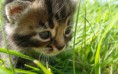 /album/allatok/sweet-baby-cat-hunting-in-the-grass-2880x1800-jpg/