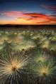 /album/viragok/a10426864-897822533573061-2297482314287275517-n-jpg/