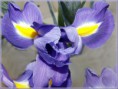 /album/viragok/a10891916-718967758210071-4702281179568557180-n-jpg/