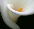 /album/viragok/a10922504-730940913679422-5002136639745019367-n-jpg/
