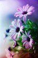/album/viragok/a10933968-935844286440222-5942141951174109096-n-jpg/