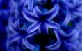 /album/viragok/all-blue-beautiful-spring-flower-2880x1800-jpg/