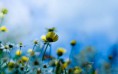 /album/viragok/artistic-hd-wallpaper-spring-flower-2880x1800-jpg/