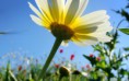 /album/viragok/a-small-daisy-on-a-green-field-with-flowers-hd-wallpaper-2880x1800-jpg/