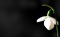 /album/viragok/a-snowdrop-on-a-black-background-hd-wallpaper-2880x1800-jpg/