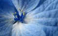 /album/viragok/beautiful-blue-flower-macro-hd-wallpaper-2880x1800-jpg/