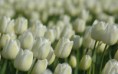 /album/viragok/beautiful-garden-full-of-white-tulips-hd-wallpaper-2880x1800-jpg/