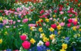 /album/viragok/beautiful-garden-lots-of-colorful-flowers-2880x1800-jpg/