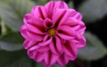 /album/viragok/beautiful-pink-flower-from-west-virginia-2880x1800-jpg/