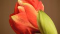 /album/viragok/beautiful-red-flower-close-up-painted-hd-wallpaper-1600x900-jpg/