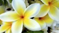 /album/viragok/beautiful-tropical-flower-plumeria-hd-wallpaper-2560x1440-jpg/