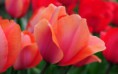 /album/viragok/close-up-beautiful-red-tulips-2880x1800-jpg/