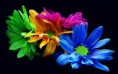 /album/viragok/colored-petals-of-chrysanthemum-hd-wallpaper-2880x1800-jpg/