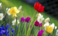 /album/viragok/colorful-garden-tulips-and-daisies-2880x1800-jpg/