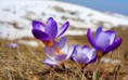 /album/viragok/crocuses-just-emerged-from-the-snow-spring-hd-wallpaper-2880x1800-jpg/