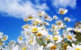 /album/viragok/daisies-spring-flowers-hd-wallpaper-2880x1800-jpg/