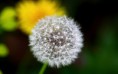 /album/viragok/dandelion-fluff-macro-wallpaper-2880x1800-jpg/