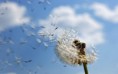/album/viragok/dandelion-puff-spread-through-the-air-2880x1800-jpg/