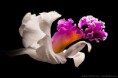 /album/viragok/flower-photography-swan-of-grace-jpg/