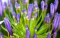 /album/viragok/little-purple-flowers-spring-hd-wallpaper-2880x1800-jpg/