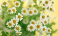 /album/viragok/lovely-chamomile-flowers-spring-hd-wallpaper-2880x1800-jpg/