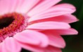/album/viragok/macro-pink-gerbera-petals-2880x1800-jpg/