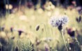 /album/viragok/meadow-flowers-vintage-jpg/