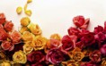 /album/viragok/message-of-love-roses-in-different-colors-2880x1800-jpg/