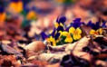 /album/viragok/pansies-among-the-leaves-of-the-trees-hd-wallpaper-2880x1800-jpg/