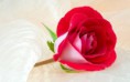/album/viragok/red-rose-symbol-of-love-2880x1800-jpg/