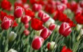 /album/viragok/red-tulips-spring-flowers-2880x1800-jpg/