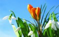 /album/viragok/snowdrops-and-other-spring-flowers-2880x1800-jpg/