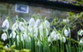/album/viragok/symbol-of-spring-snowdrops-2880x1800-jpg/