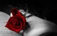 /album/viragok/the-symbol-of-love-red-rose-on-a-book-2880x1800-jpg/