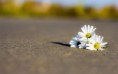 /album/viragok/three-daisies-on-the-road-2880x1800-jpg/