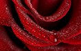 /album/viragok/velvety-red-rose-full-of-water-drops-hd-wallpaper-2880x1800-jpg/