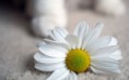 /album/viragok/white-daisy-on-the-floor-hd-flower-wallpaper-2880x1800-jpg1/