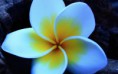 /album/viragok/white-petals-with-yellow-spots-beautiful-flower-2880x1800-jpg/
