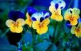 /album/viragok/yellow-pansies-with-blue-spots-spring-flowers-2880x1800-jpg/