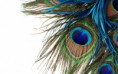 /album/abstract/beautiful-peacock-feather-2880x1800-jpg/