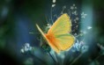 /album/abstract/fluffy-yellow-butterfly-hd-wallpaper-2880x1800-jpg1/
