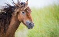 /album/lovak/beautiful-brown-horse-in-wind-hd-free-wallpaper-2880x1800-jpg/