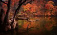 /album/termeszet/a10609523-741777642580351-5510779522055774344-n-jpg/