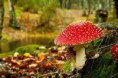 /album/termeszet/a10689507-1402215063407318-7151284268062049252-n-jpg/